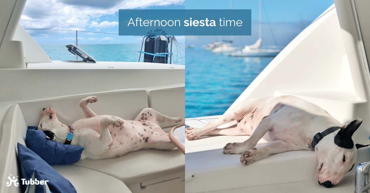 Representation of afternoon siesta on a yacht showing a dog sleeping on board a yacht