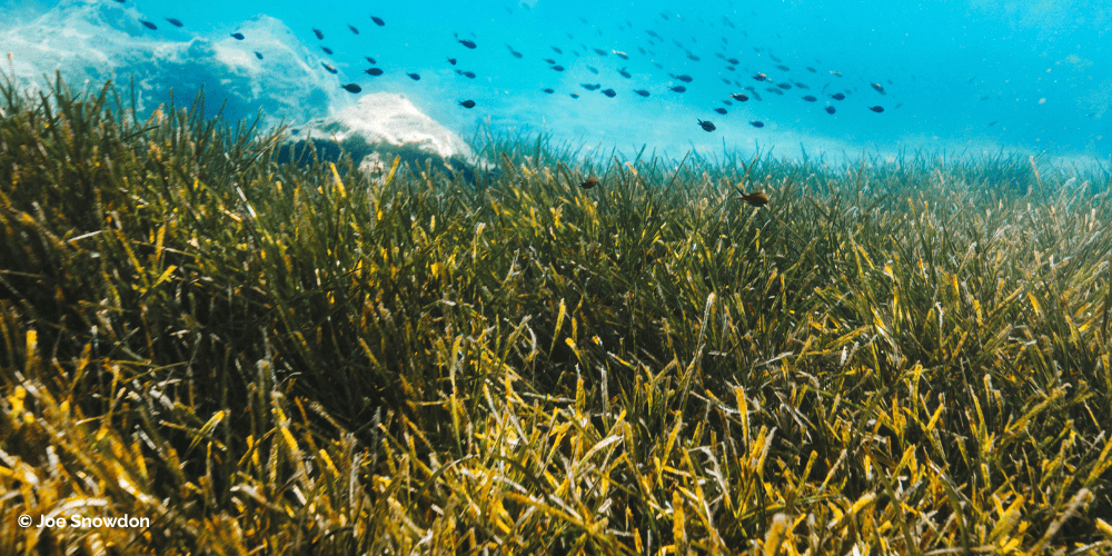 Peixes no mar a nadar à volta de ervas marinhas